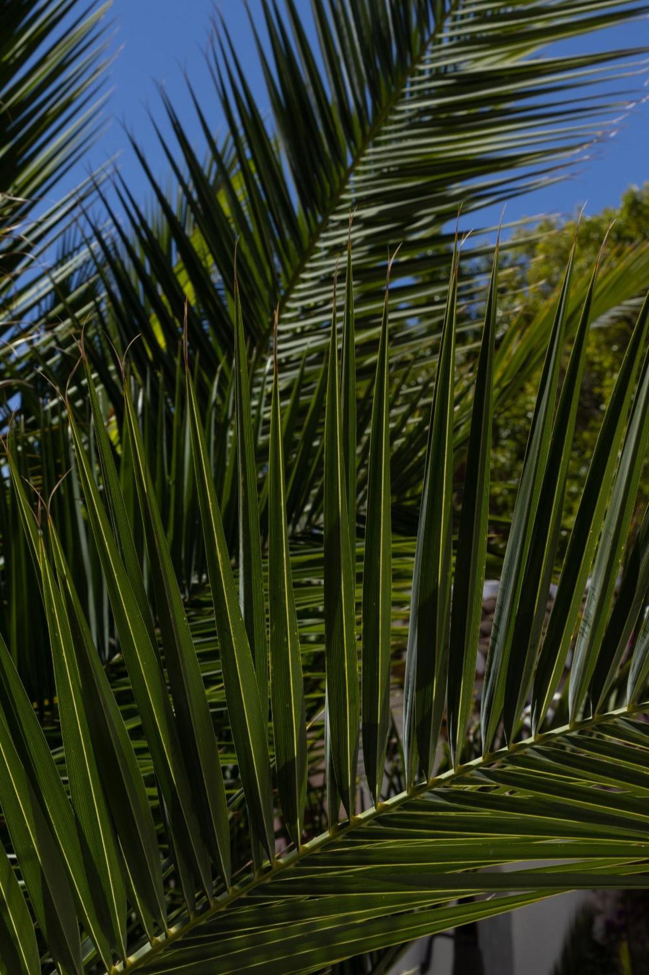 La Casa Del Burro Bed & Breakfast Nerja Bagian luar foto
