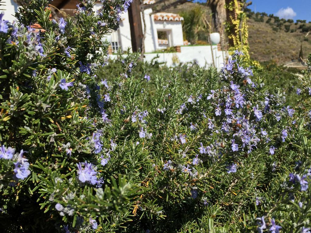 La Casa Del Burro Bed & Breakfast Nerja Bagian luar foto